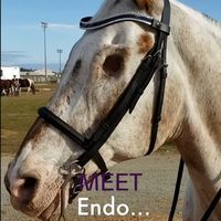 Meet Endo, he is a very special horse with no eyes, he is blind but he doesn't let that stop him! Endo has a lot of friends around him. and loves his mom, Morgan. together they conquer anything! in the world. Endo is one in Million.