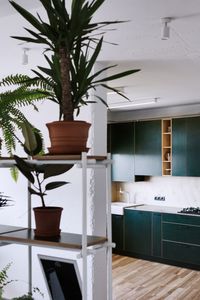 Green kitchen and wall of plants feature in low-budget apartment