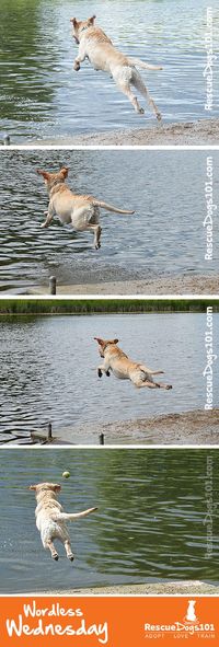 Dock Jumping Dog #dog #dogadopt #dogadoption #adoptadog #dogstuff  #cuteanimals #dogstuff #puppy #puppylove #wordlesswednesday