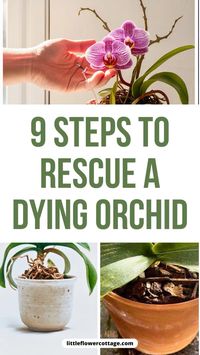 These easy to follow tips will help you to figure out why your orchid is dying and revive a dying orchid bringing it back to it's former glory