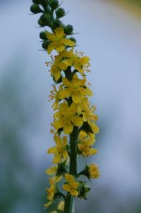 Agrimonia eupatoria, Agrimony, Aigremoine eupatoire, セイヨウキンミズヒキ, バラ科, June 2018