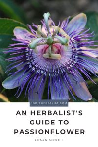 Passionflower is an enchanting wildflower and a lovely herb to know for home herbalists. Learn all about passionflower in this article by herbalist and author Agatha Noveille.