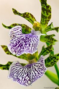 zygopetalum white | Flickr - Photo Sharing!