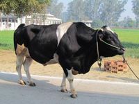 Frieswal cattle. Dutch Friesian x sahiwal zebu