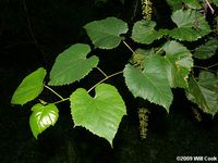 Frost Grape, Winter Grape (Vitis vulpina)