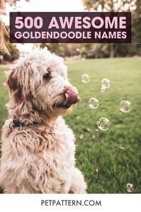 Find the perfect Goldendoodle name with our list of 500 names. Every name from cute to funny can be found within our awesome list that we can't wait to share with you! #goldendoodle names #doodlenames