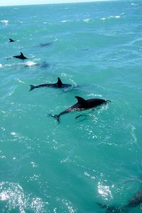 Hitchhiking in Kaikoura, whale watching capital of New Zealand