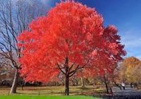 ".I always run out so get your order in asap, thanks  FREE SHIPPING! FREE SHIPPING!  TWO beautiful Red Maple trees that are 1 to 2 ft tall now  shipped directly to you from our licensed family owned nursery The october glory red maple is named for its red flowers, red fruit, red twigs, and--of course--its brilliant red fall foliage. Autumn sightseers of the eastern deciduous forest praise the red maple for its striking scarlet leaves. Few people know that red maple foliage can turn yellow or orange in the fall too. Red maples are fast-growing trees that usually reach 60 to 90 feet (18 to 27 meters) in height. The largest ones can grow more than 120 feet (36.5 meters) tall. RANGE Red maples are native to the eastern deciduous forest. They're found from Maine west to Minnesota, south to Texa