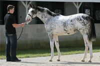 colt | USA | 2008 | by Allamystique out of Rutland Road #thoroughbred #colt #dominantwhite #colouredthoroughbred #whitethoroughbred