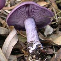 Blue Foot mushroom