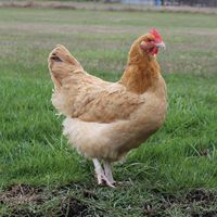 Backyard Chicken Product: Fertile Hatching Eggs - Hatching Eggs: Lemon Cuckoo Niederrheiner  - from My Pet Chicken