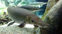 Alligator gar, although large, can't open their mouths wide enough to eat silver carp. Instead they enjoy a simple meal of gizzard shad.