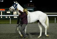 colt | USA | 2007 | by Painting Freedom out of Mesa Queen #thoroughbred #colt #dominantwhite #colouredthoroughbred #whitethoroughbred