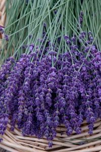 La lavanda tiene grandes propiedades que benefician tu #piel. Es muy utilizada en tratamientos de #belleza y terapias relajantes. Lavender