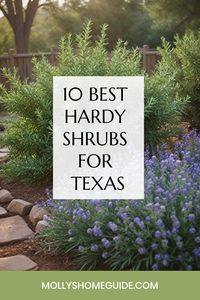 Discover the best shrubs for Texas to enhance the curb appeal of your home! Whether you're looking for shrubs for in front of your house or searching for drought-tolerant plants that can thrive in Texas, we've got you covered. From flowering shrubs that bring summer color to low-maintenance evergreens perfect for small spaces, there is a wide variety of options available. Consider fast-growing shrubs for privacy or opt for small shrubs suitable for small areas.