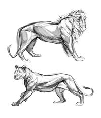 Lions by Christine Bian