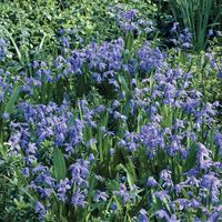 Scilla (Siberian Squill) Bulbs | Wayside Gardens