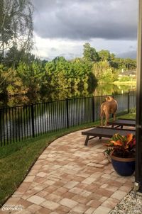 How We Turned Our Boring Backyard Into a Our Own Little Slice of Paradise | House Full of Summer backyard before and afters pool enclosure Florida home water view backyard design, coastal home, overgrown backyard, patio design, pool and pond