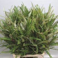 <p> GREVILLEA IVANHOE 70cm is a Green Tropical - All tropical products prefer to be kept warm so never refrigerate whilst conditioning.</p>