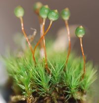 Bartramia ithyphylla