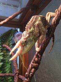 Jackson chameleon - my new favourite species!