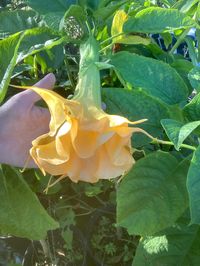 Double yellow angel trumpet 6" tall