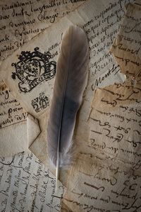 plume tombée dans les archives by david david studio, via Flickr