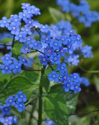 Brunnera macrophylla for Part-Shade to Full Shade