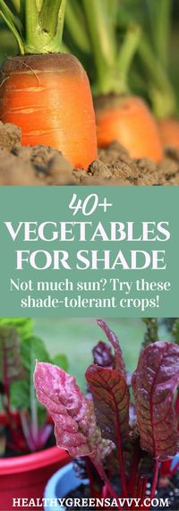 Did you know there are vegetables that grow in shade? If you have a less unny garden, these 45+ crops could help you grow more food this season. #gardeningtips #shadegarden #vegetablegrowing #ediblelandscaping