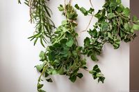 Simple Tips to Easily Air-Dry Fresh Herbs at Home | Shifting Roots