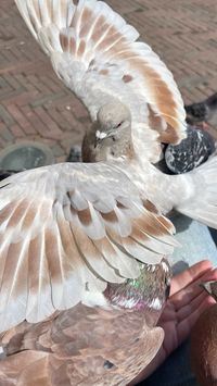 Young dominant pigeon. Pecks my toes like Pecky. The ashreds are probably all family. Born in the summer of '24. Sibling of Gold …