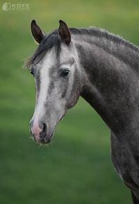 Арабская - фотографии - equestrian.ru