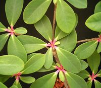 Euphorbia bongolavensis