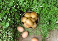 The Secret Garden by Frances Hodgson Burnett, 1910-1911  'Roasted eggs were a previously unknown luxury and very hot potatoes with salt and fresh butter in them were fit for a woodland king—besides being deliciously satisfying.'