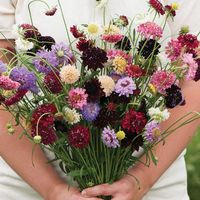 30 Scabiosa Formula mix seeds | Etsy