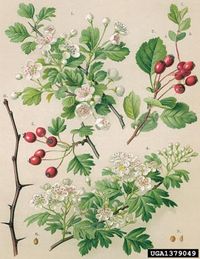 smooth hawthorn, Crataegus laevigata  (Rosales: Rosaceae) - 1379049