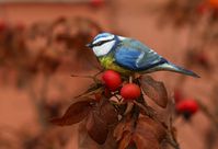 wooden birds titmouse