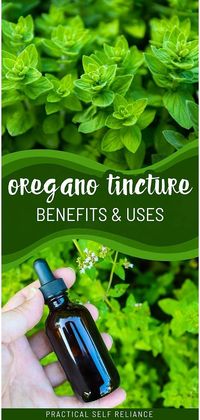 Explore the vast benefits and uses of oregano tincture, from fighting off colds and flu to supporting digestive health. This guide dives into how oregano tincture serves as a cornerstone in herbalism recipes and natural remedies, offering antifungal and antibacterial properties for both internal and external ailments. Find more self-sufficient living tips, natural herbs medicine, and homestead survival techniques at practicalselfreliance.com