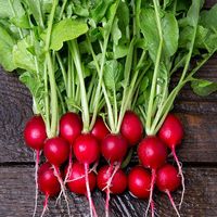 Organic Non-GMO Cherry Belle Radish