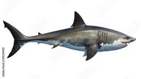 Stock Image: White shark marine predator big, side view. 3D rendering