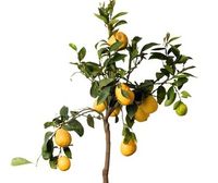 lemon tree