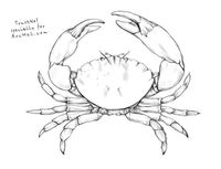 1000+ images about Craft: outline-sea on Pinterest | How to draw ...