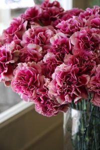 Dianthus - 
Carnation -
Availability: Year Round - 
Color: Many