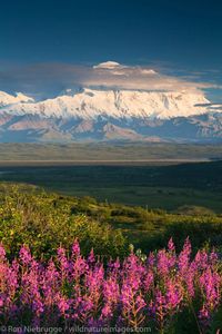 Mt Denali