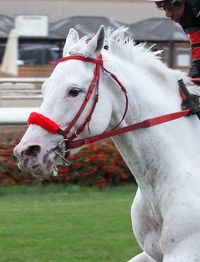 colt | USA | 2016 | by El Romeo out of Snow Dancing #thoroughbred #colt #dominantwhite #colouredthoroughbred #whitethoroughbred #whitespotted