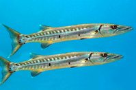 barracuda peixe - Google Search