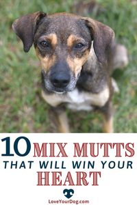 In this article, we look at why you should consider giving a mutt a forever home. We’ve included ten of the most popular crossbreeds that are deliberately created for their temperament, character, and looks. As well as some facts and benefits to owning a mixed dog breed.