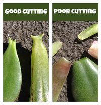 Propogating your own succulent plants at home