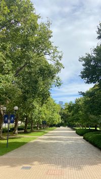 #melbourne #university #tree #greenery