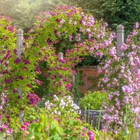 This pergola doubles up as a rose arch.